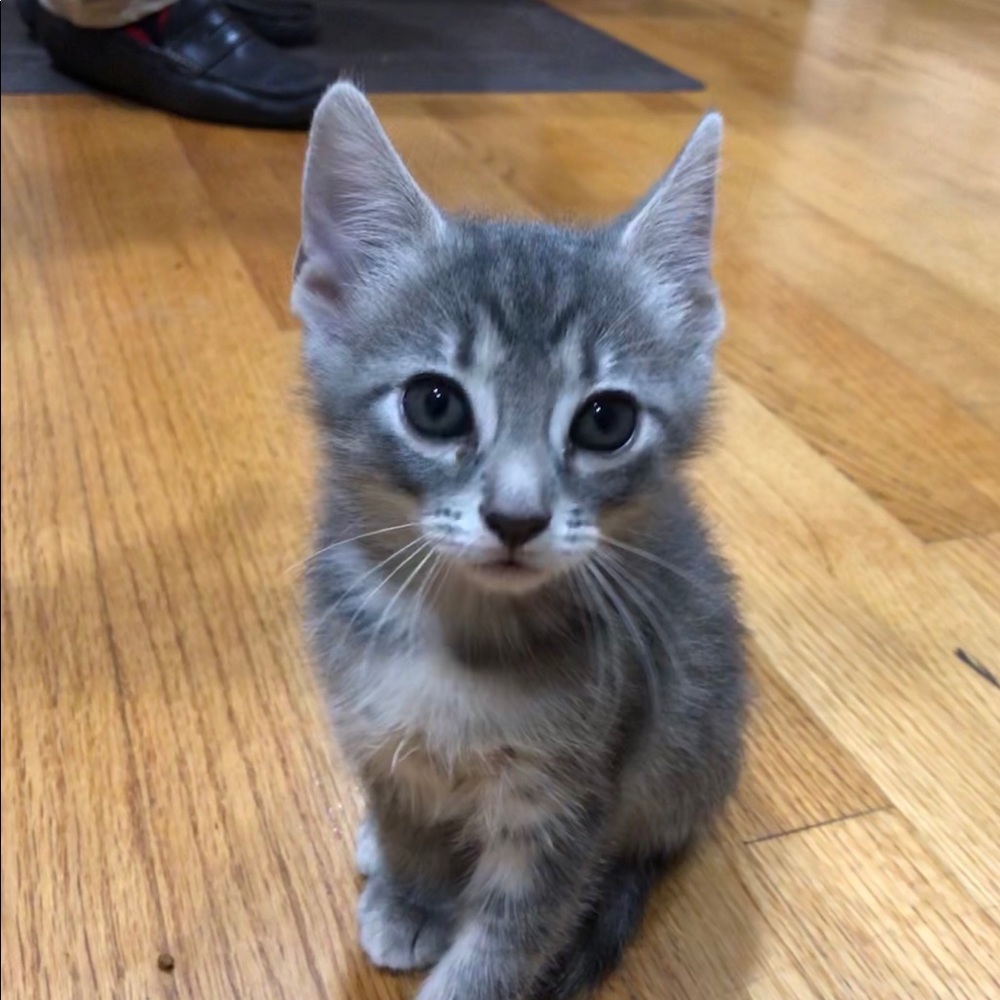 Meet your Posher, Mia